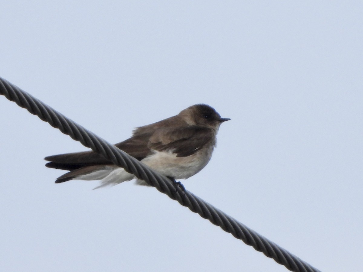 Northern Rough-winged Swallow - Amy Kolan