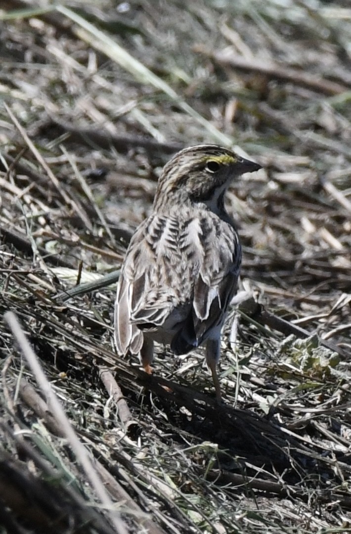 Savannah Sparrow - ML618232276