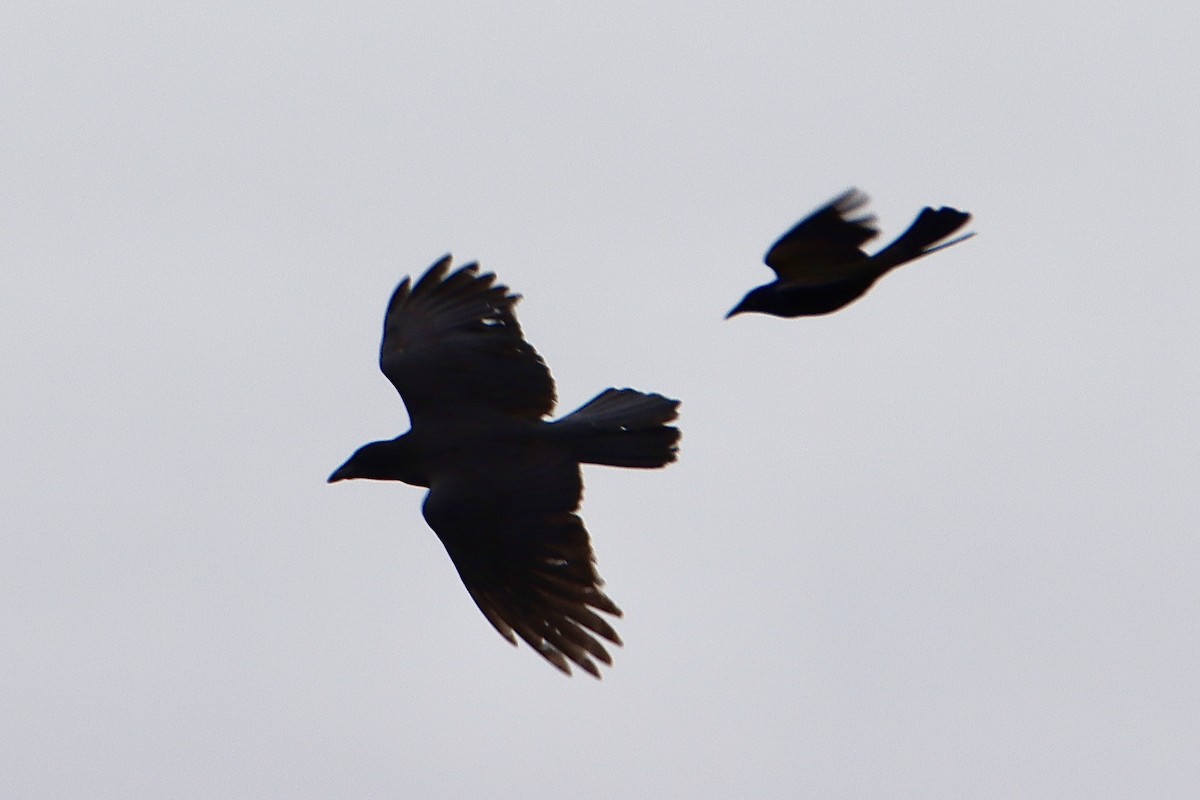 Common Raven - Francis Porter