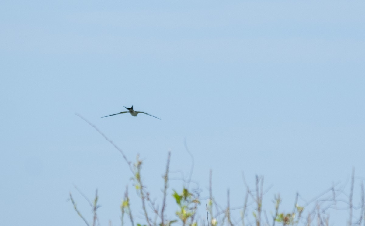 Swallow-tailed Kite - Elena Bersani