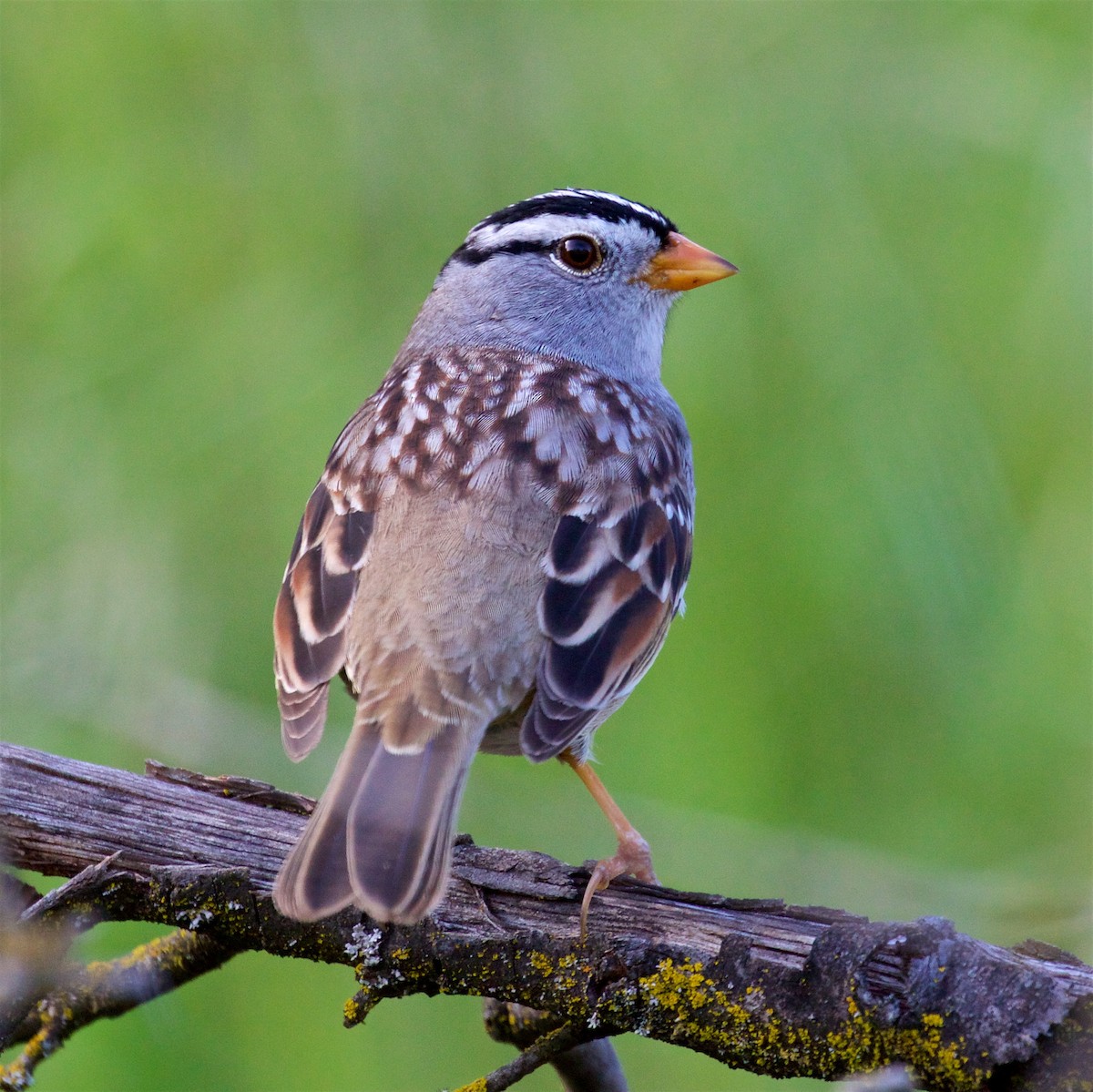 White-crowned Sparrow (Gambel's) - ML618232345