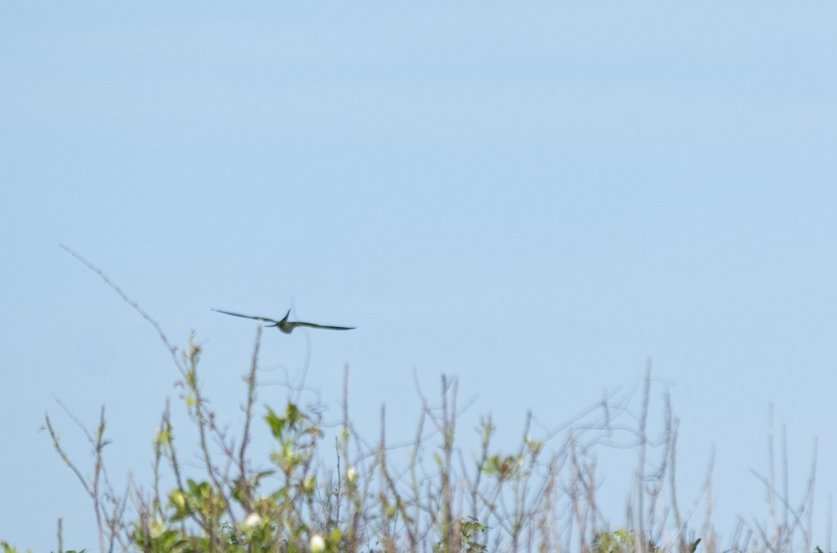 Swallow-tailed Kite - ML618232346
