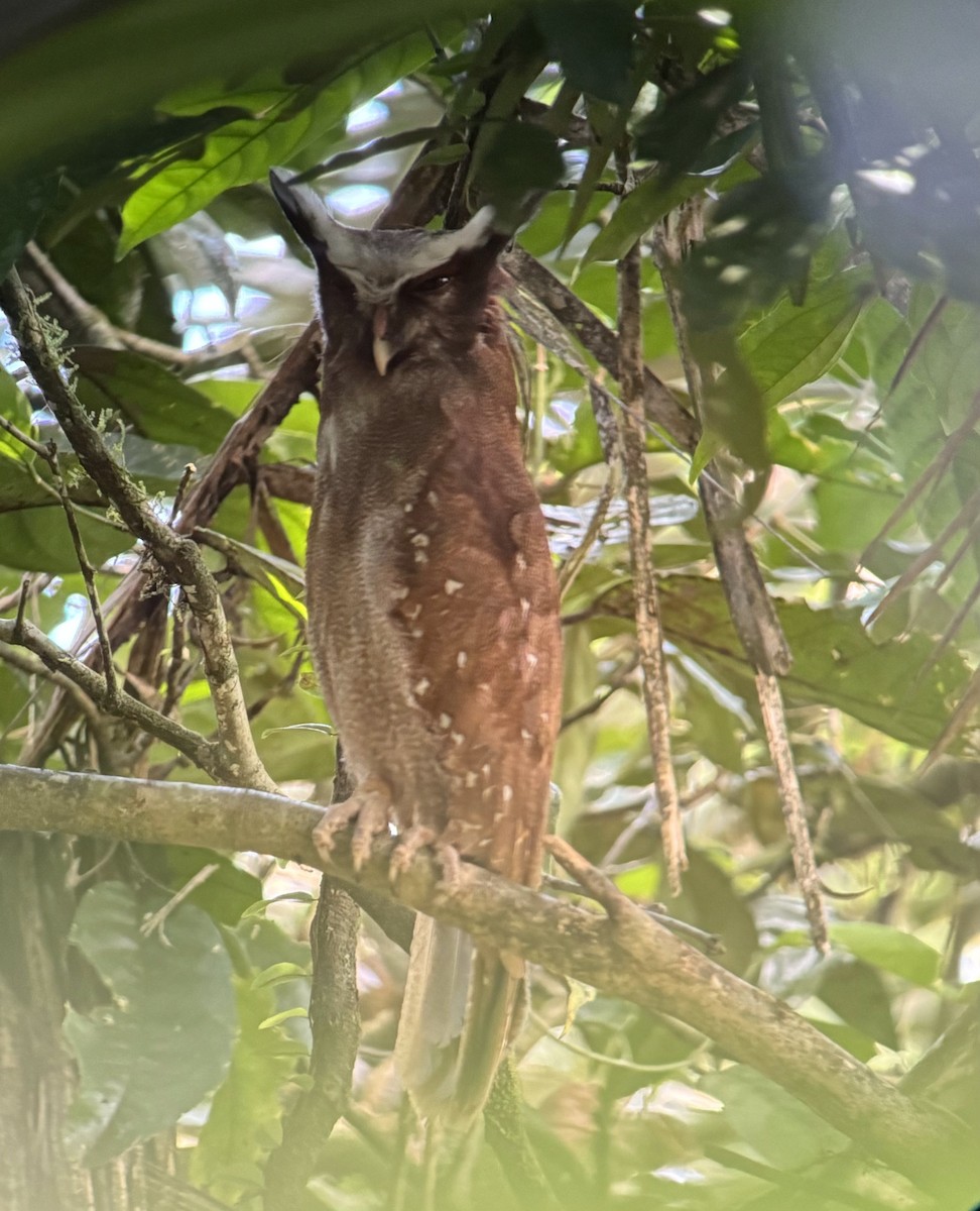 Crested Owl - ML618232354