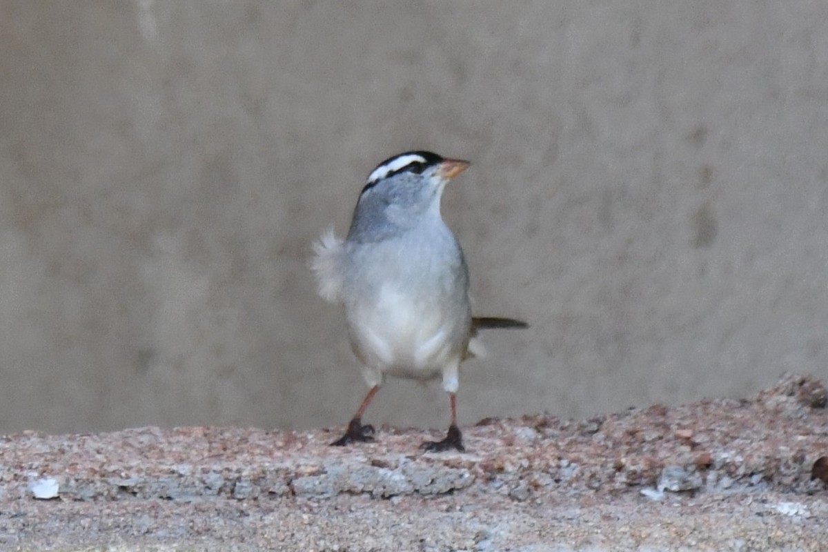 White-crowned Sparrow - ML618232408