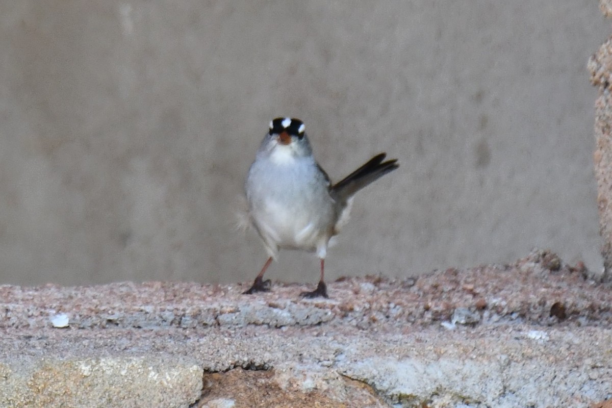 White-crowned Sparrow - ML618232410