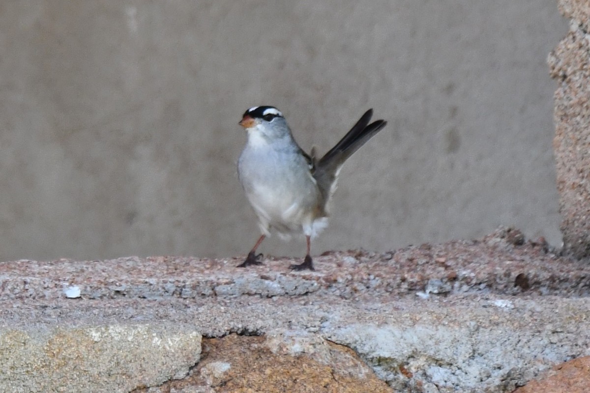 White-crowned Sparrow - ML618232411