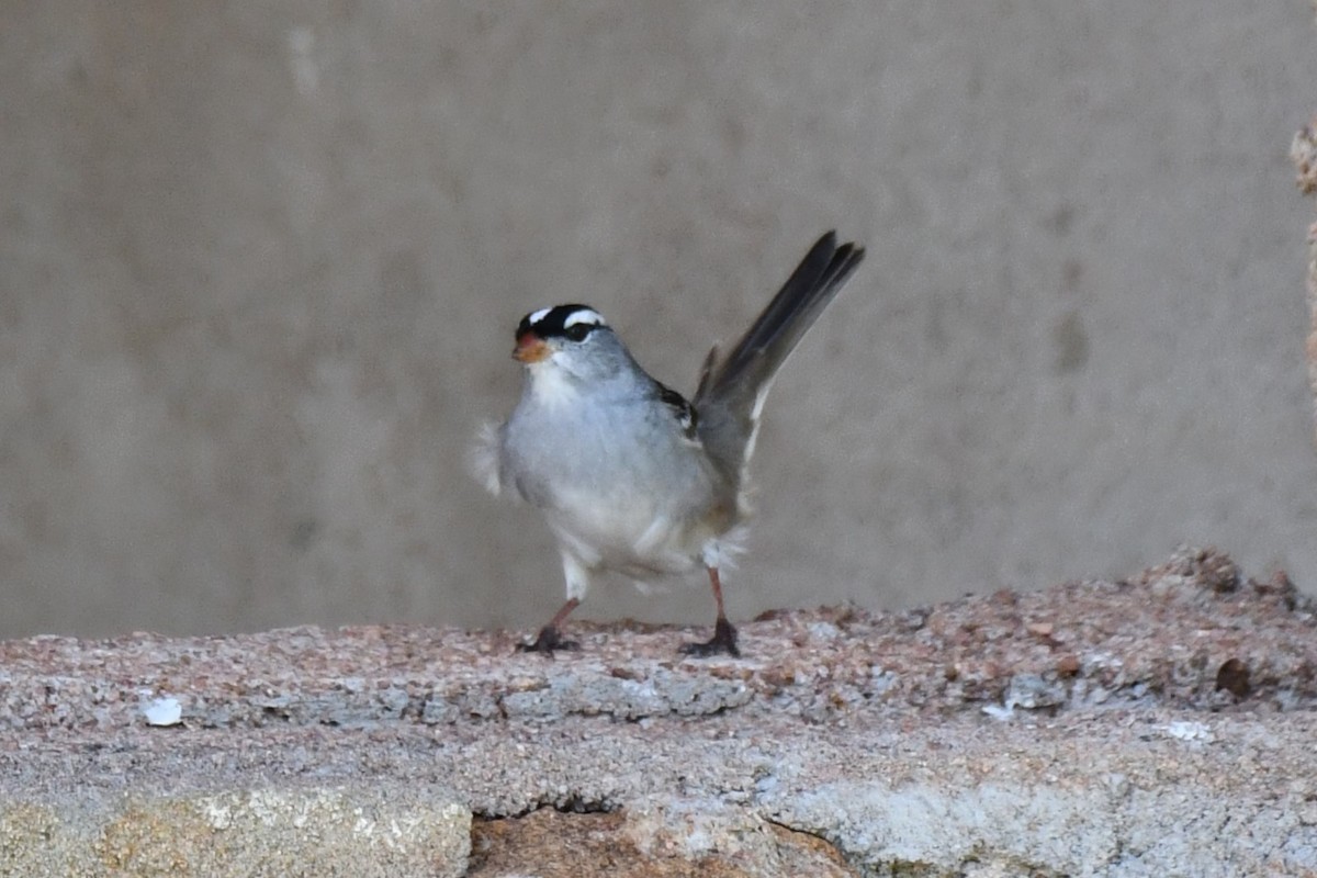 White-crowned Sparrow - Carmen Ricer