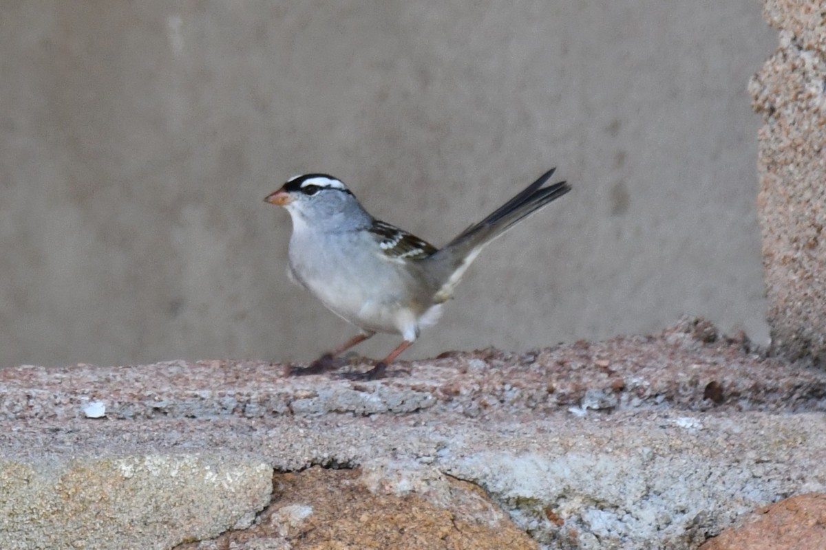 White-crowned Sparrow - ML618232413