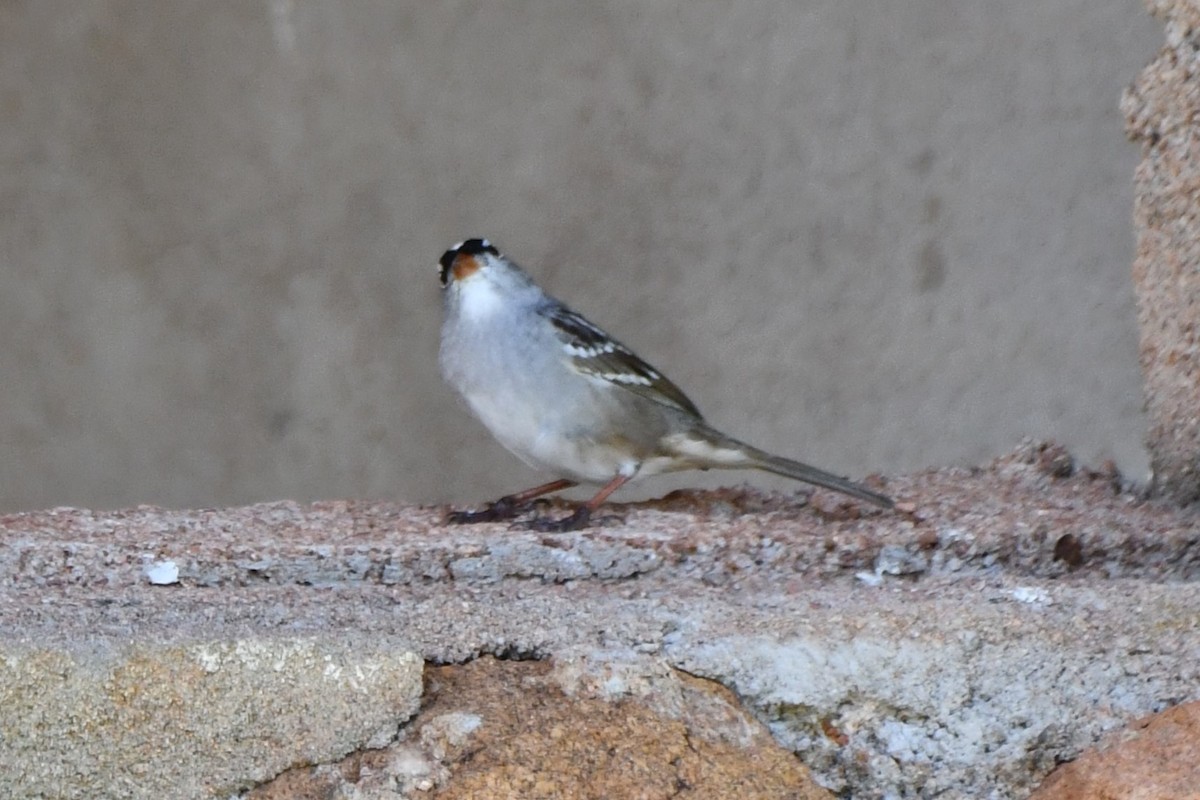 White-crowned Sparrow - ML618232414