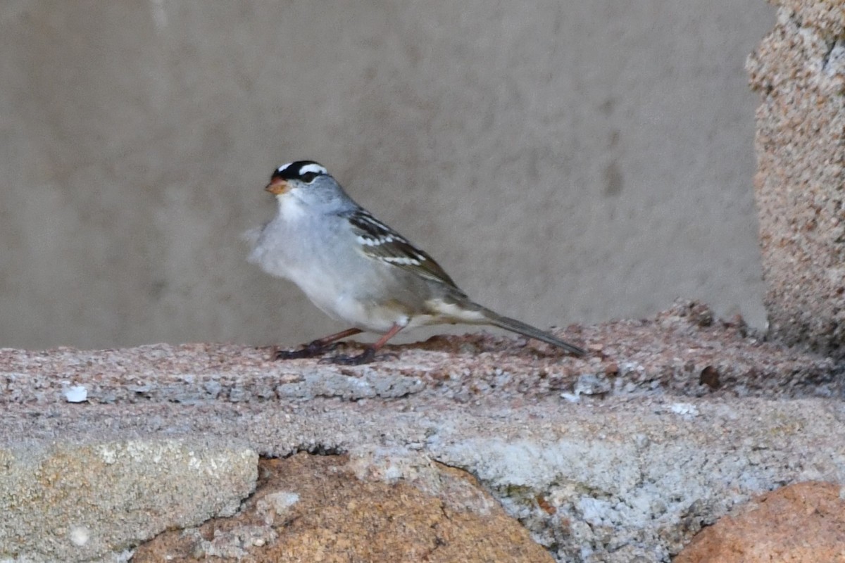 White-crowned Sparrow - ML618232415