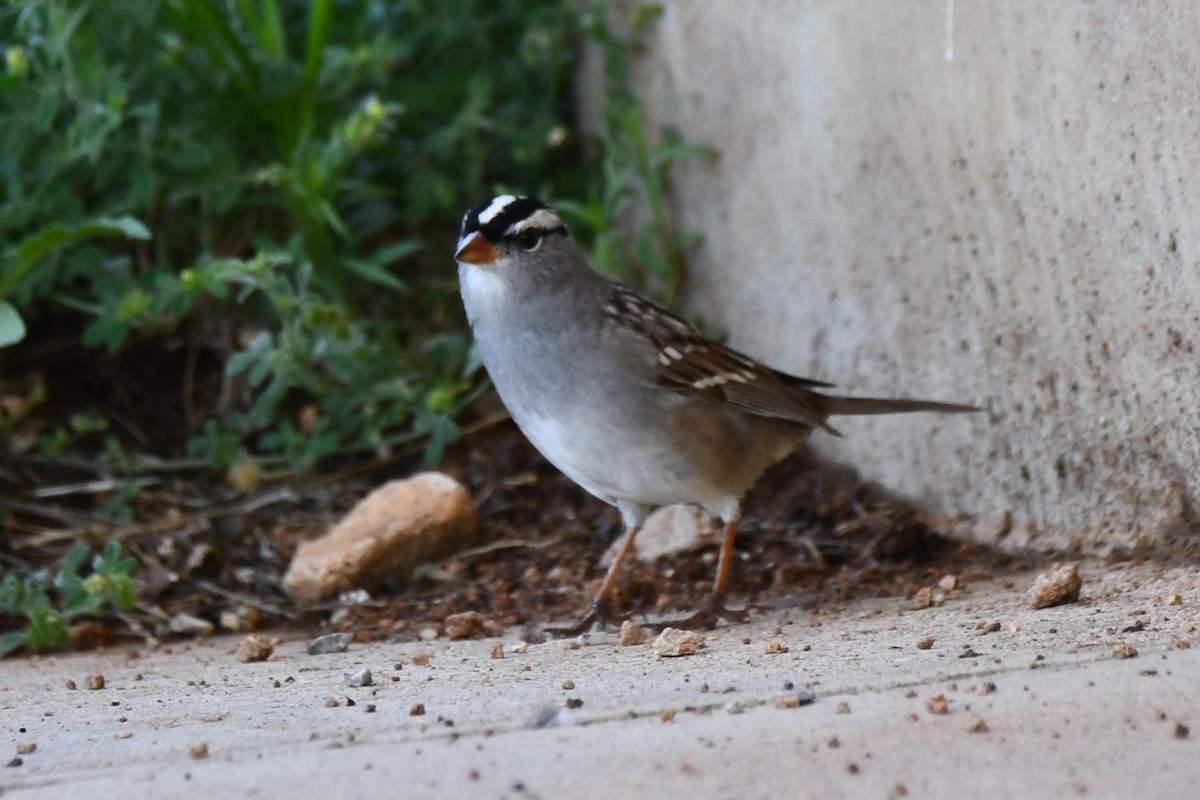 White-crowned Sparrow - ML618232416