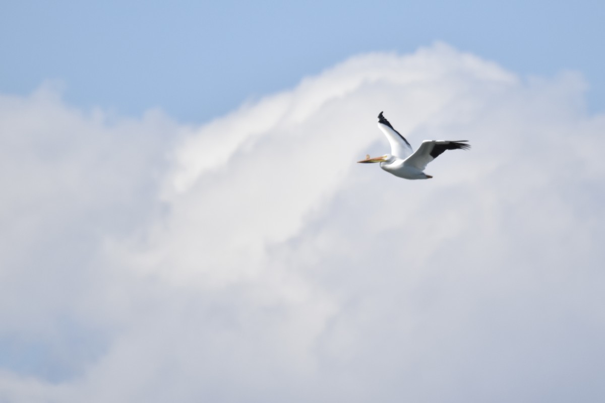 American White Pelican - Kevin Gevaert