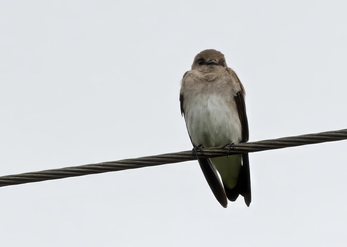 Northern Rough-winged Swallow - ML618232438
