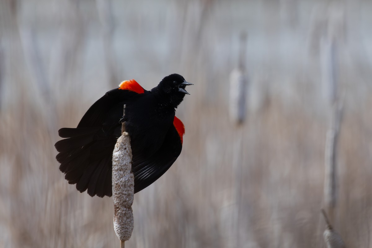 Red-winged Blackbird - ML618232464