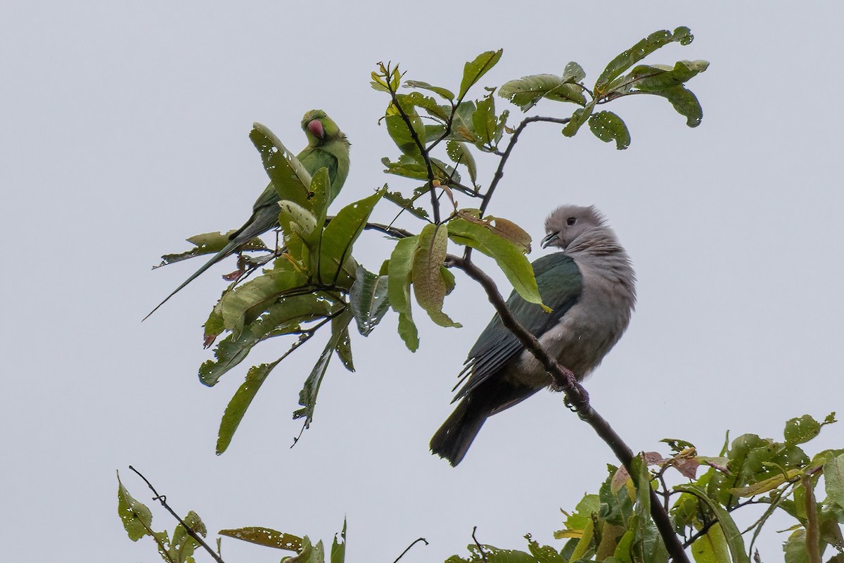 Green Imperial-Pigeon - ML618232480
