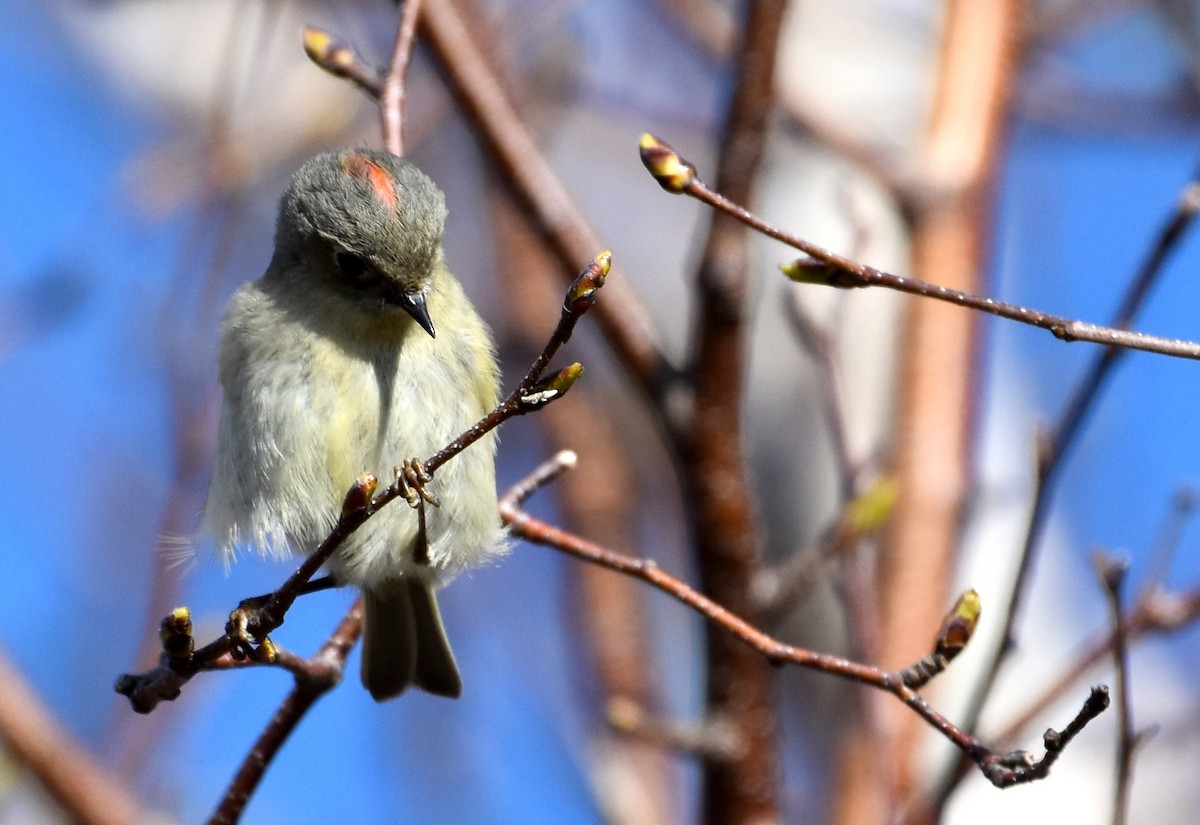 Ruby-crowned Kinglet - Jada Fitch