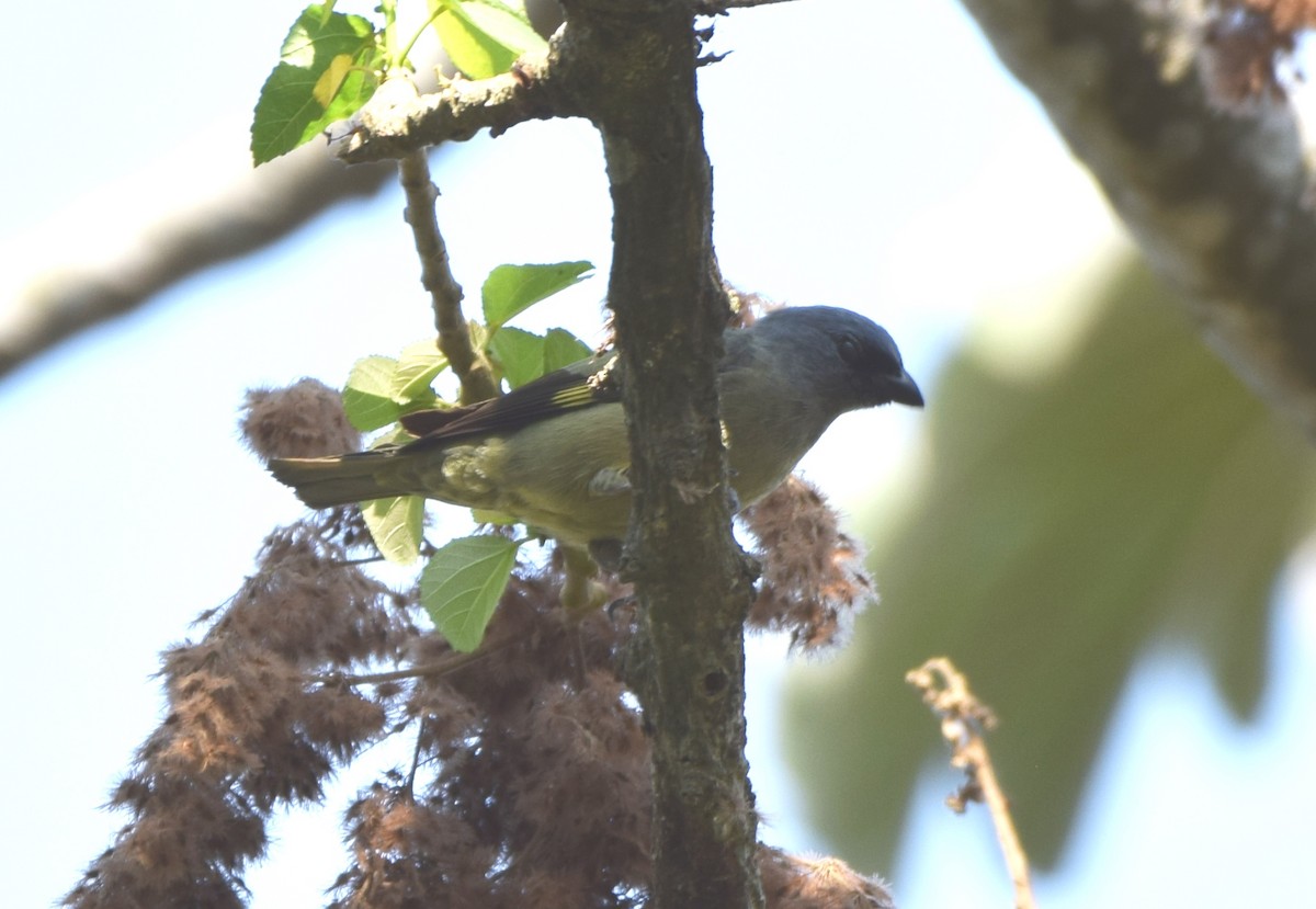 Yellow-winged Tanager - ML618232545
