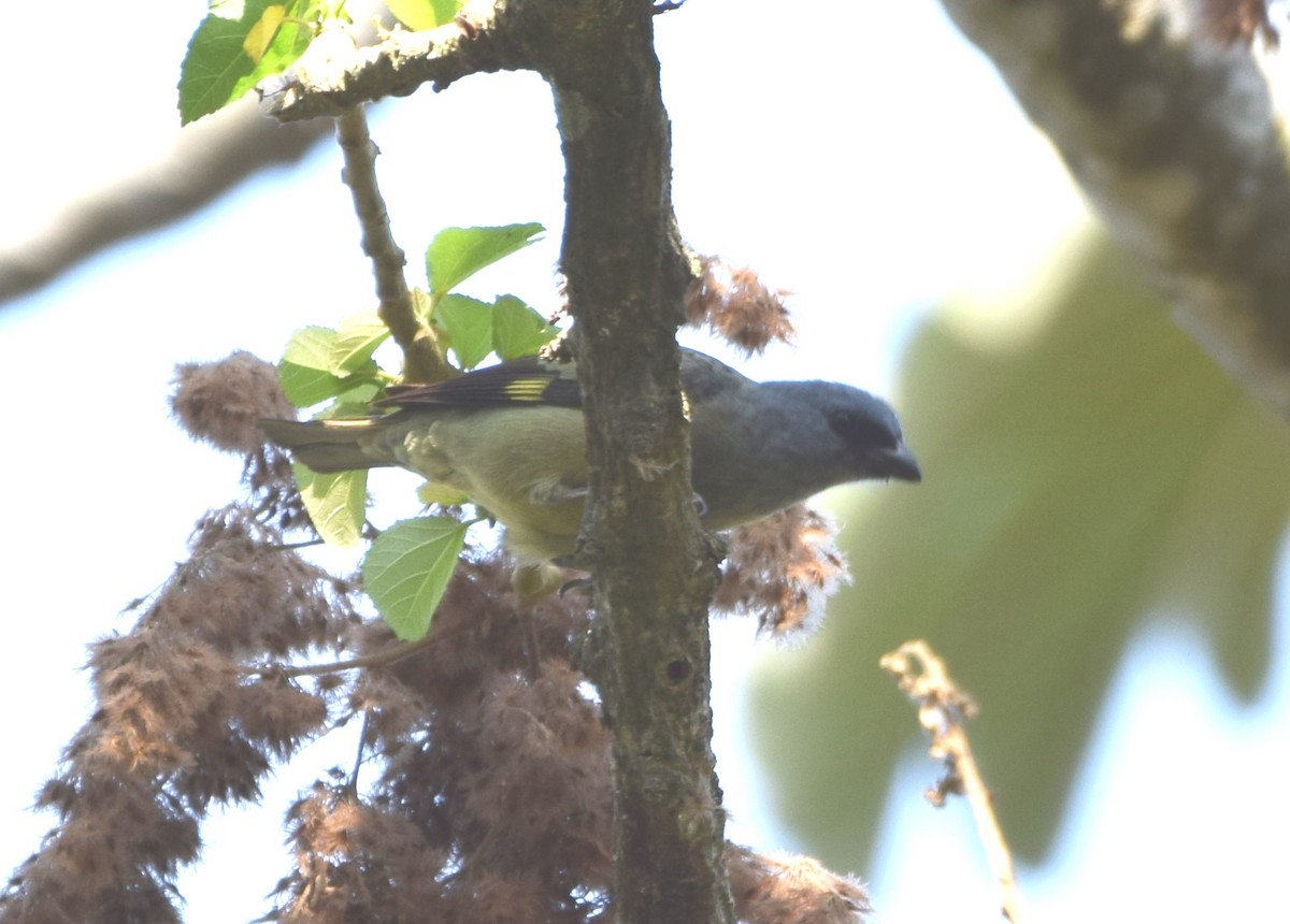 Yellow-winged Tanager - ML618232546