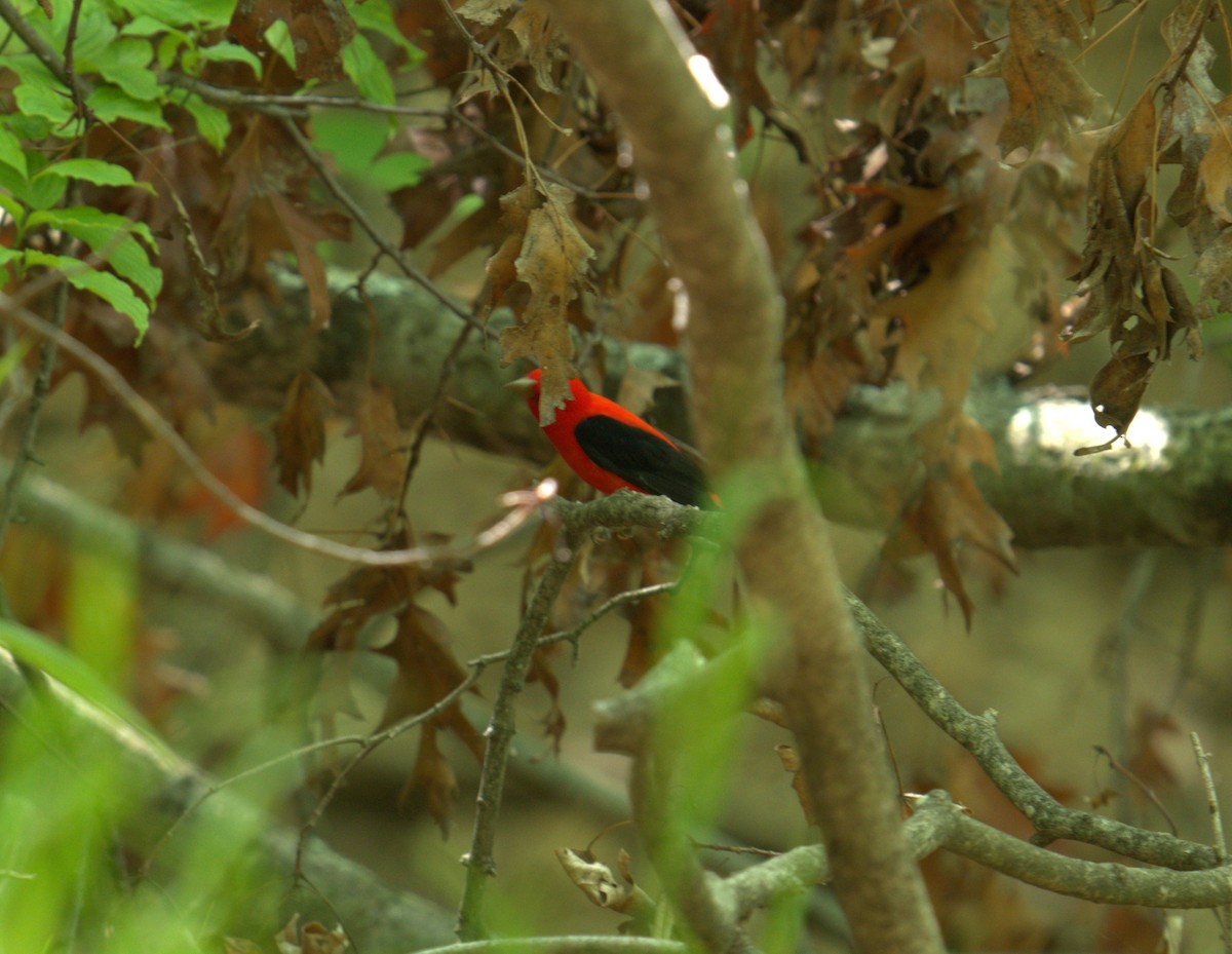 Scarlet Tanager - ML618232554