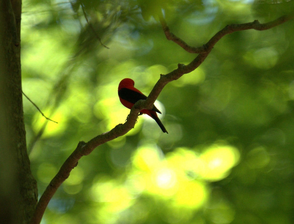 Scarlet Tanager - ML618232555