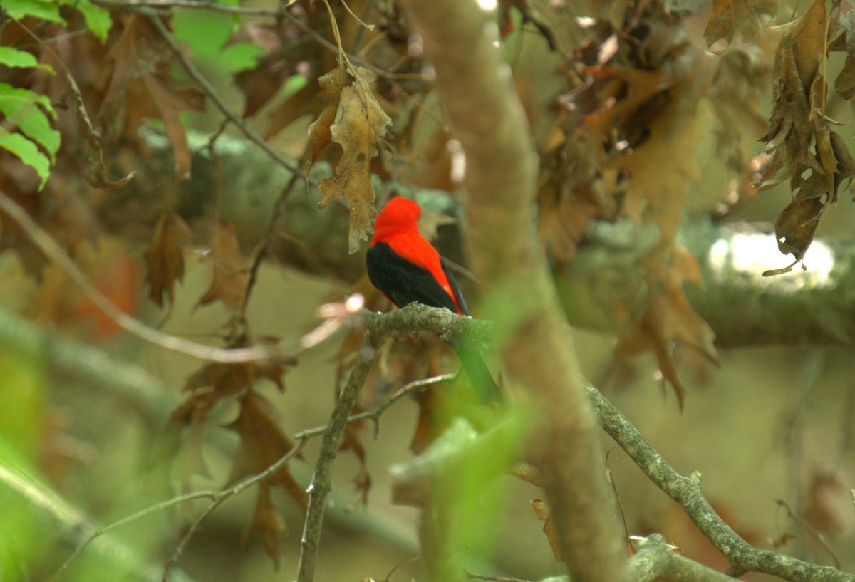 Scarlet Tanager - ML618232556