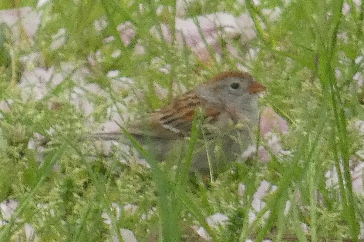 Field Sparrow - ML618232599