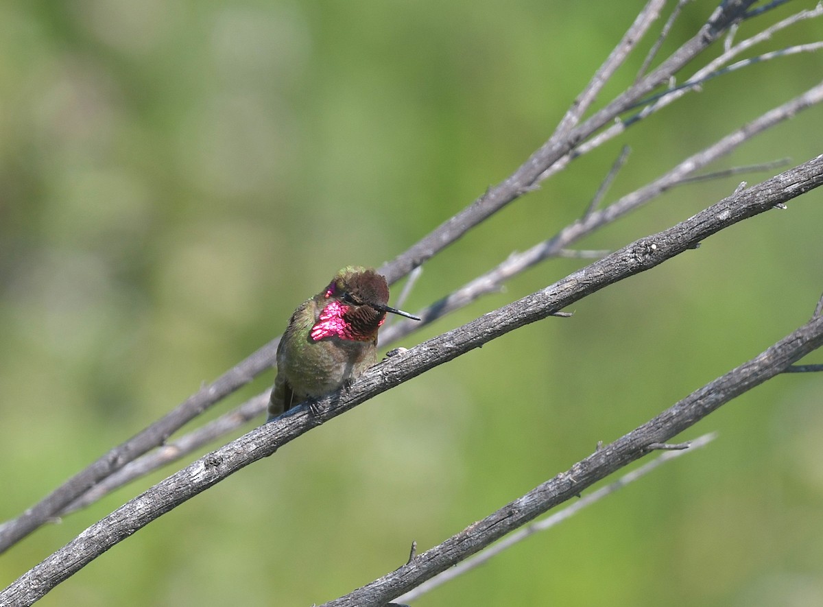 Anna's Hummingbird - ML618232673