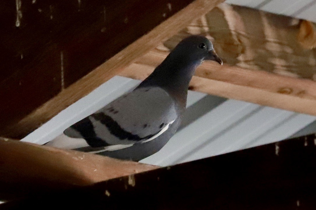 Сизый голубь (Одомашненного типа) - ML618232701