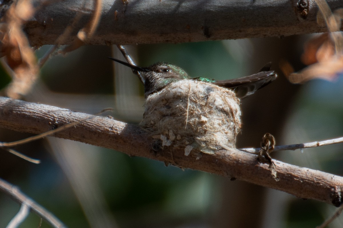 Anna's Hummingbird - ML618232722