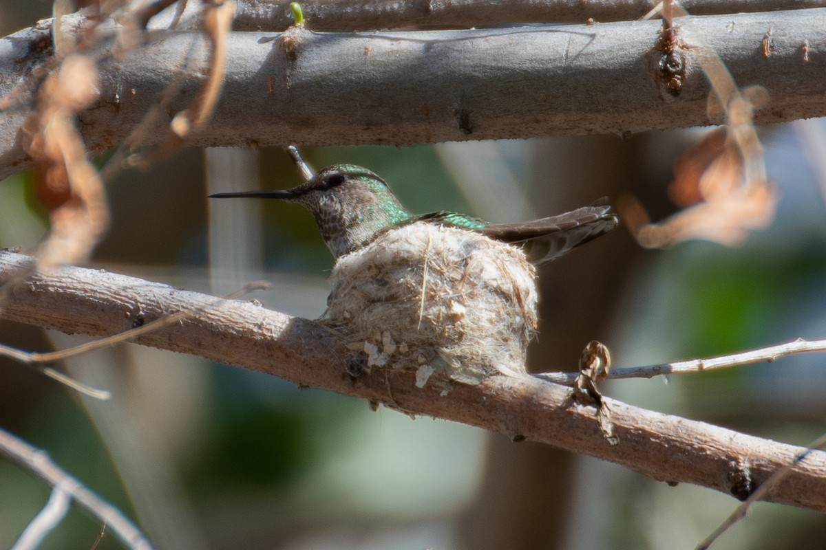 Anna's Hummingbird - ML618232723