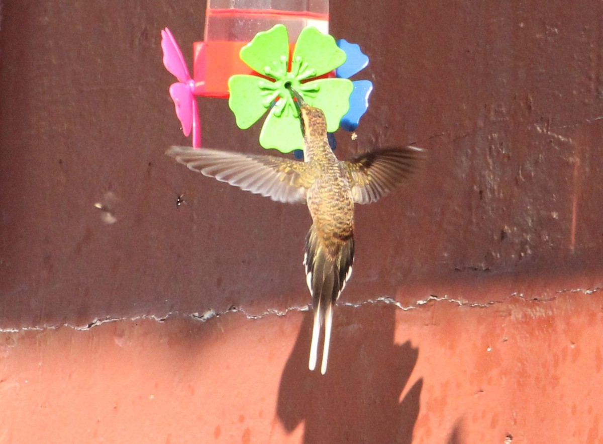 Чешуегорлый колибри-отшельник - ML618232806
