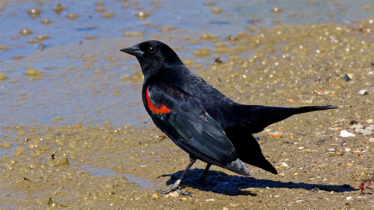 Red-winged Blackbird - ML618232811