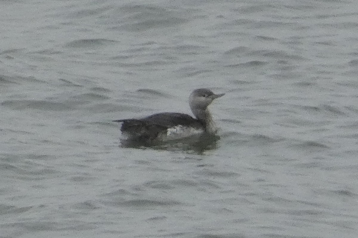 Red-throated Loon - ML618232836