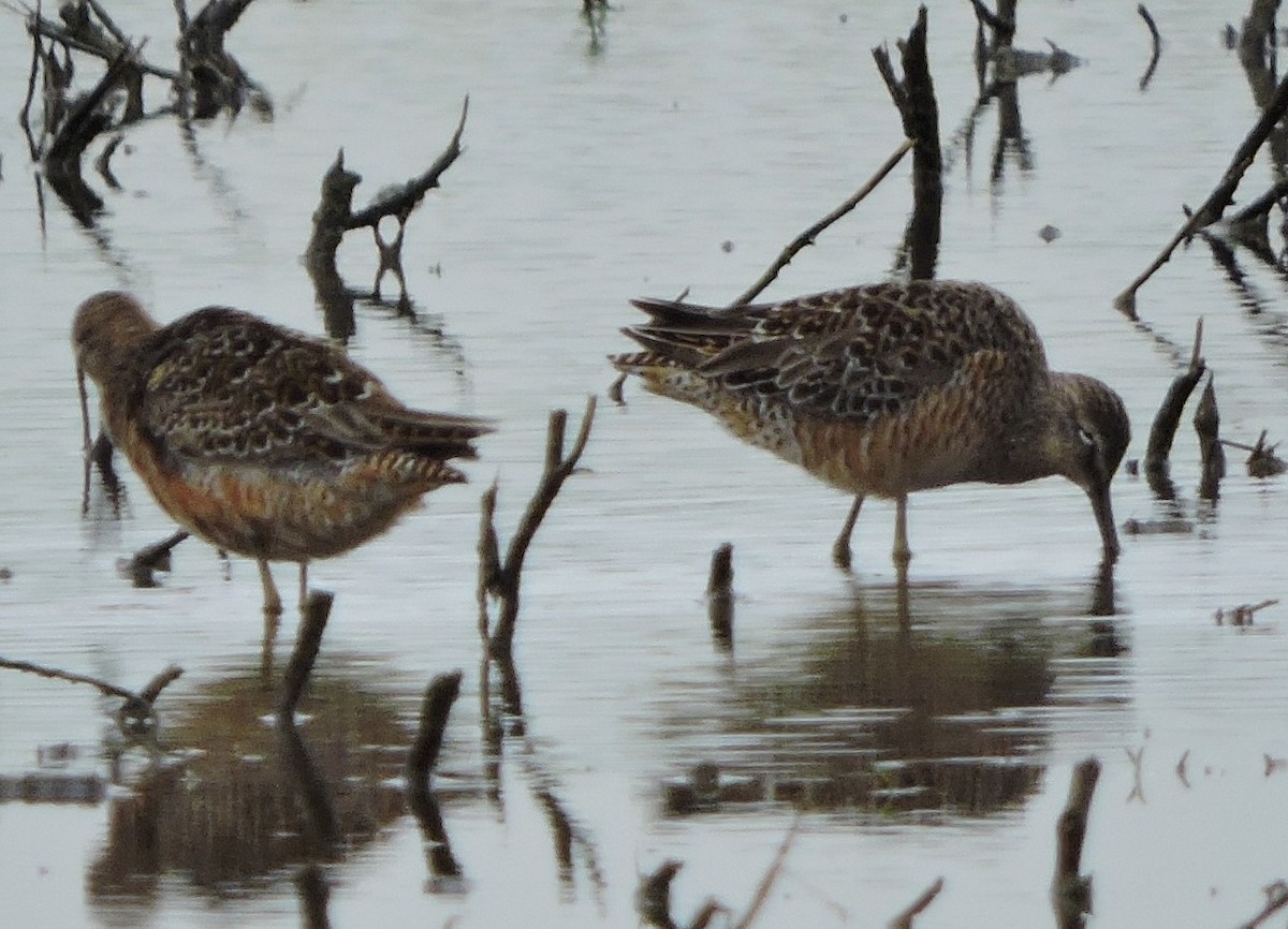 Long-billed Dowitcher - ML618232864