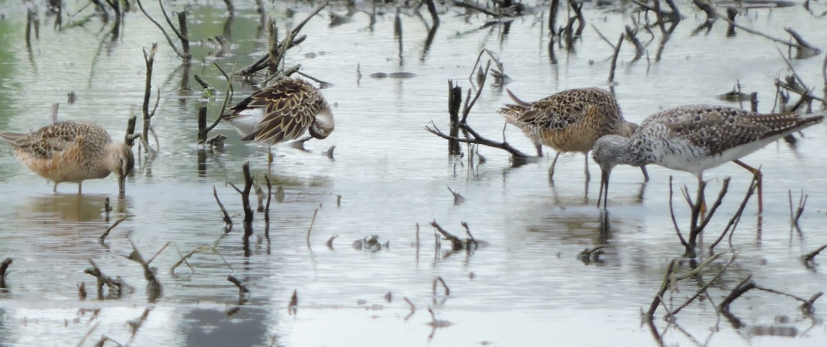 Long-billed Dowitcher - Michael Clay