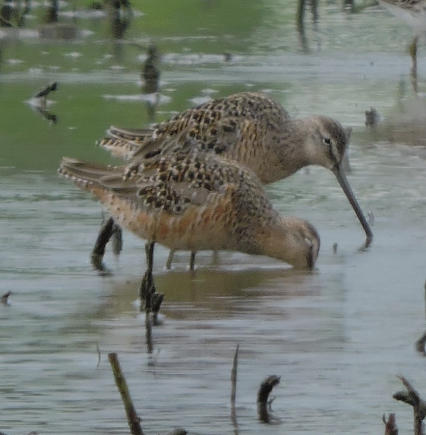 Long-billed Dowitcher - ML618232868