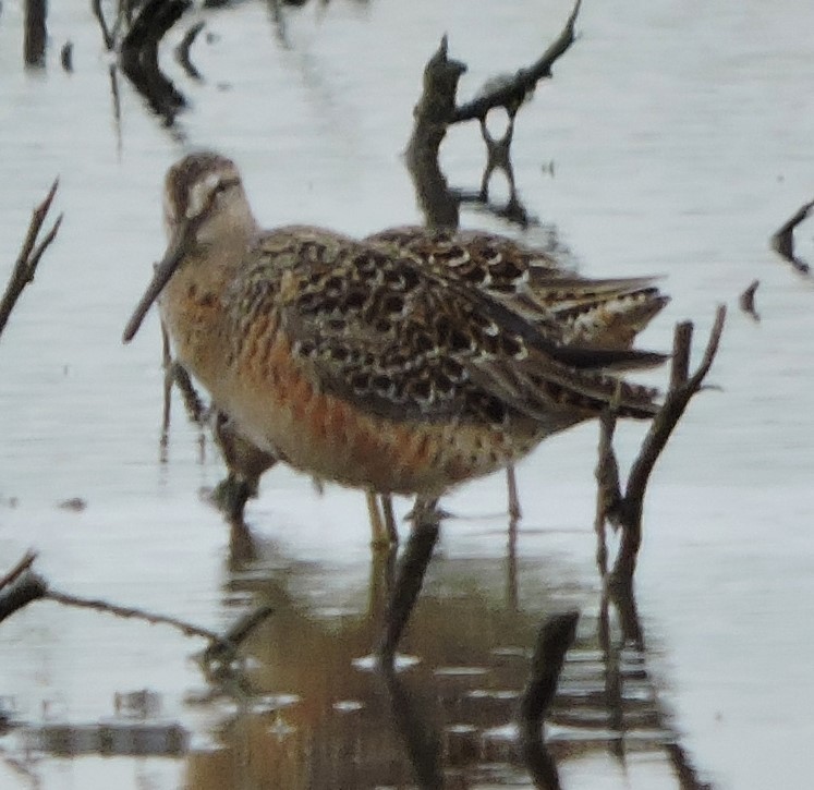Long-billed Dowitcher - ML618232869