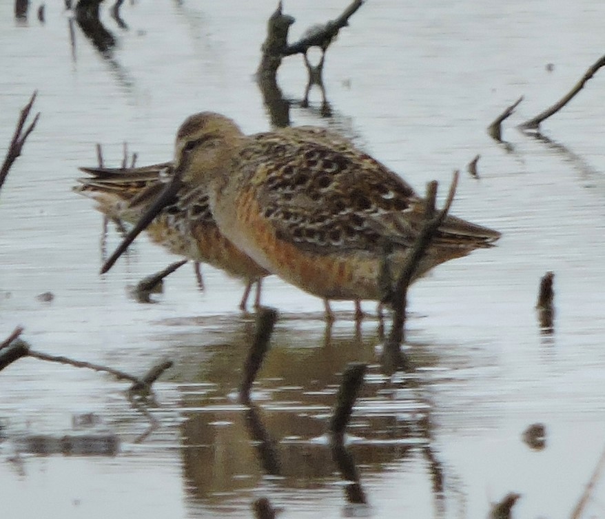 Long-billed Dowitcher - ML618232871