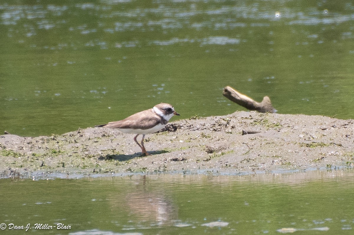 Semipalmated Plover - ML618232902