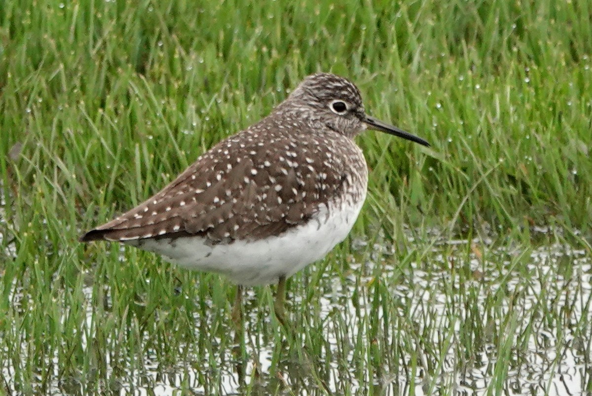 Solitary Sandpiper - Peter Blancher