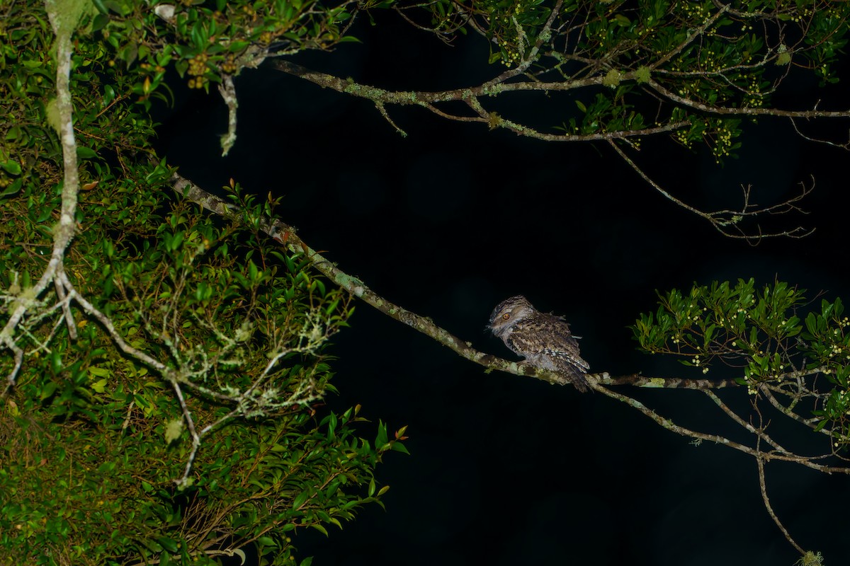 Tawny Frogmouth - James Churches