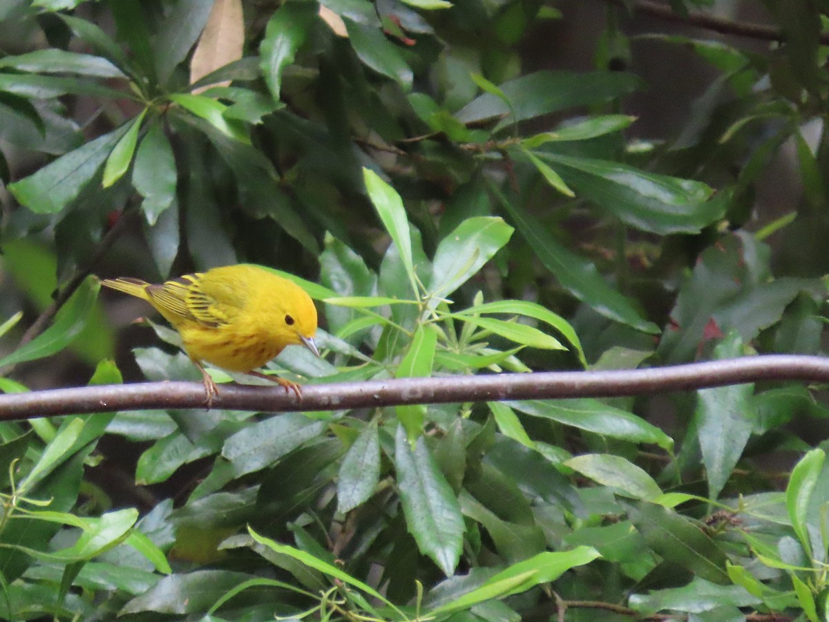 Yellow Warbler - Darcy Juday