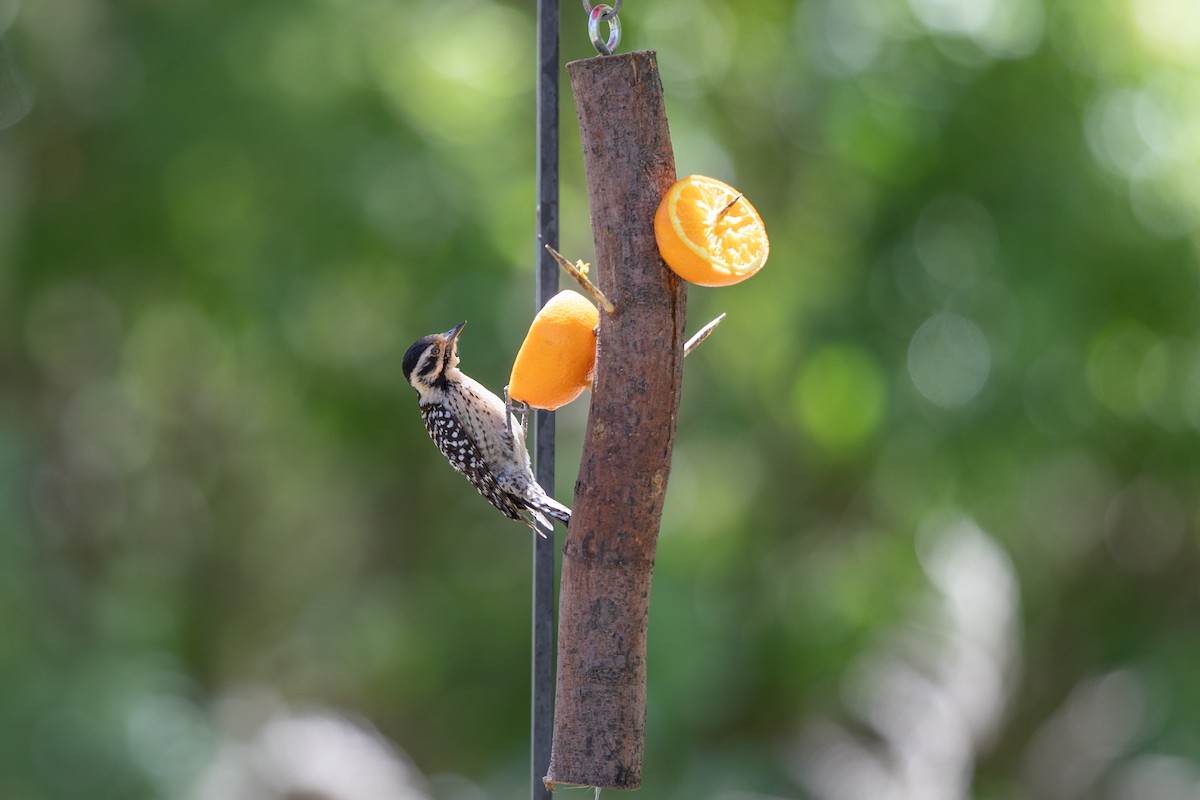 Ladder-backed Woodpecker - ML618233024