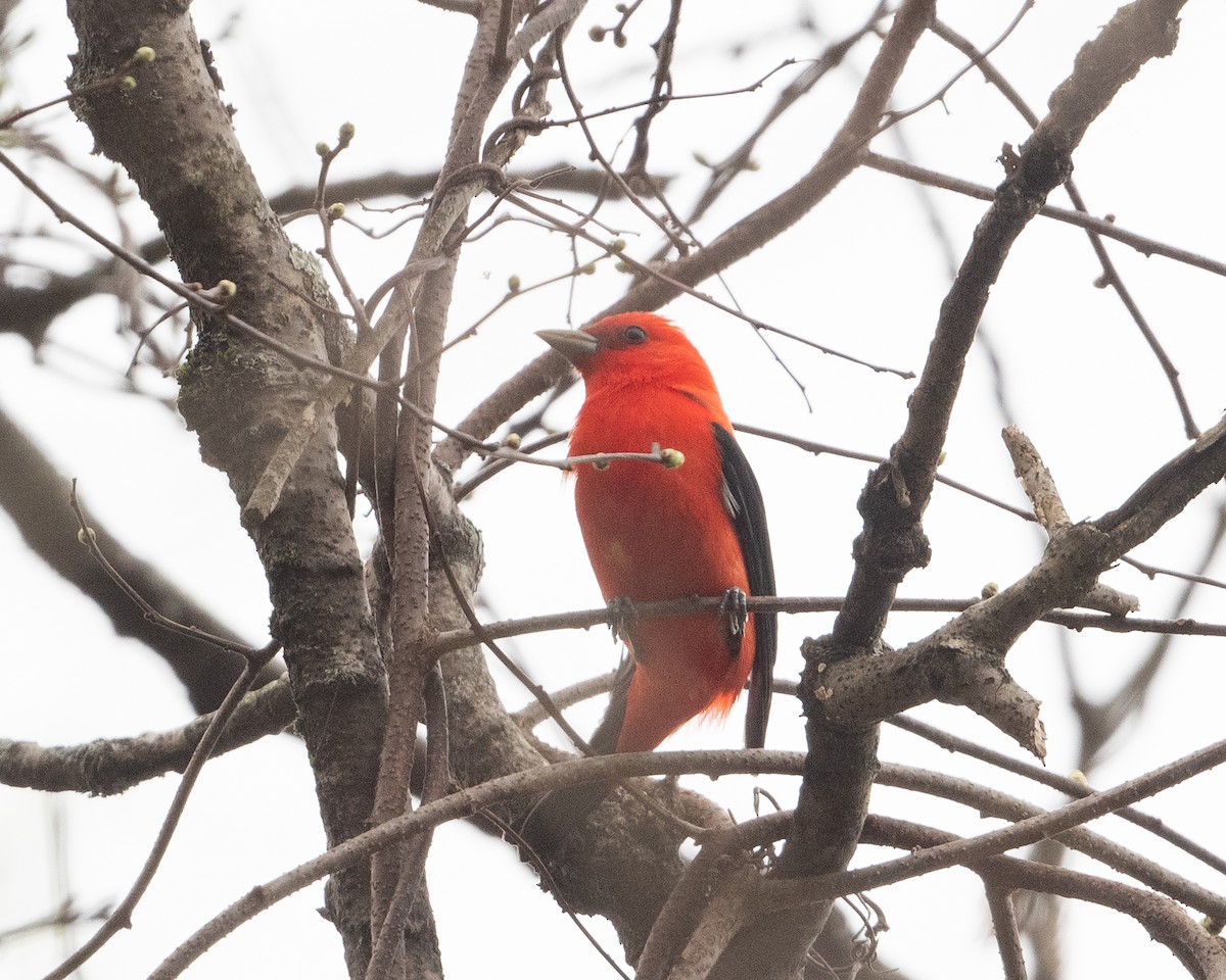 Scarlet Tanager - ML618233067