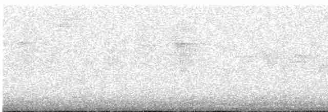 Percefleur à flancs blancs - ML618233090