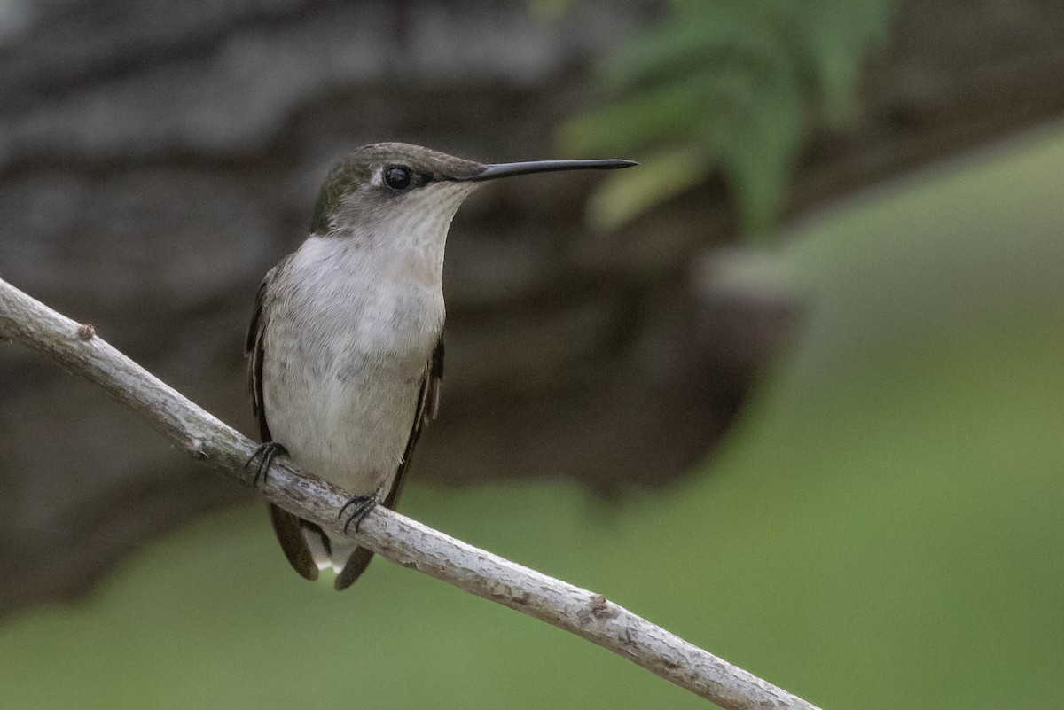 Ruby-throated Hummingbird - Dan Ellison