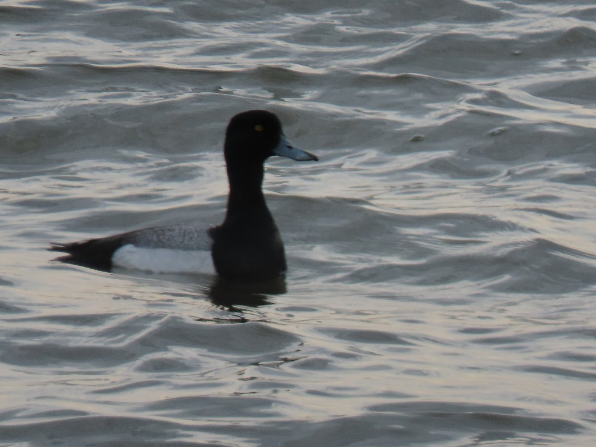 Greater Scaup - ML618233108