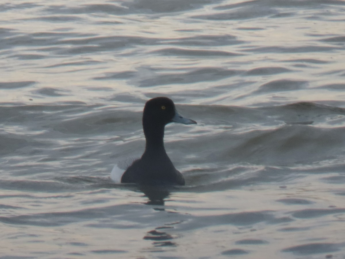 Greater Scaup - ML618233109