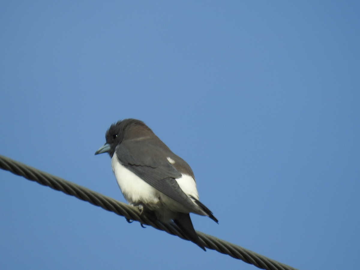 White-breasted Woodswallow - ML618233124