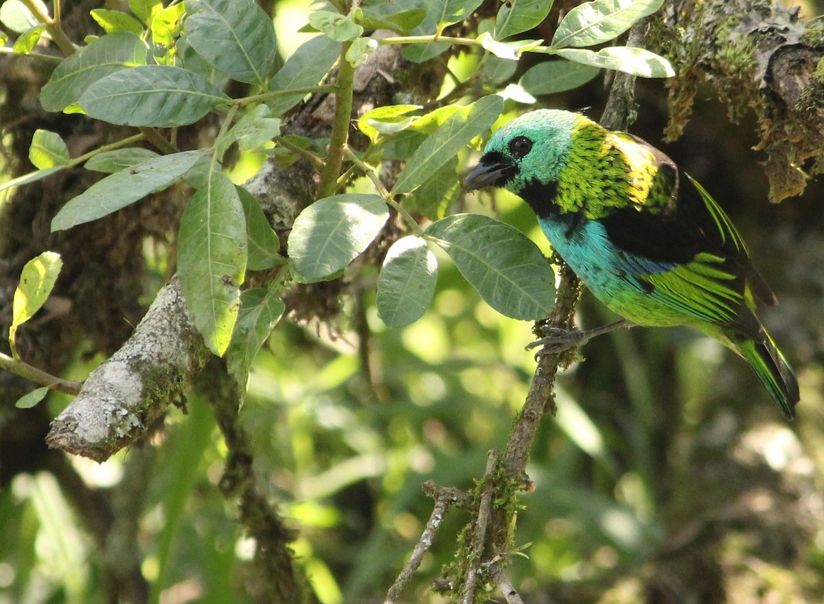Green-headed Tanager - ML618233125
